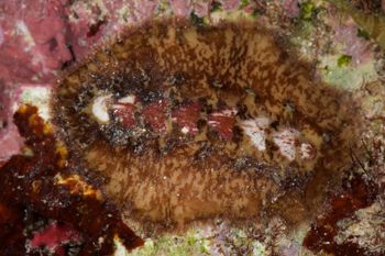Media type: image;   Malacology 384364